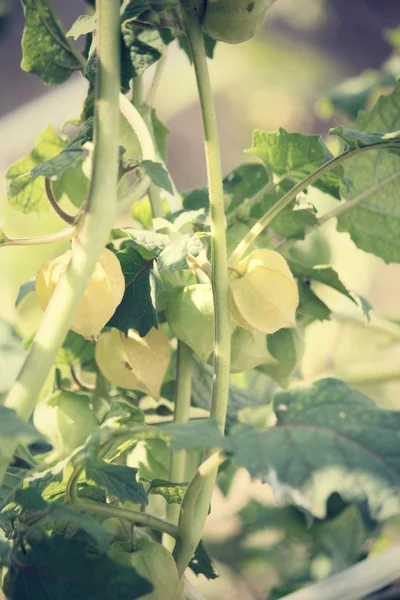 Árvore de tomates — Fotografia de Stock