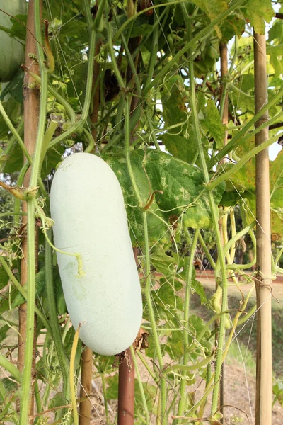 Winter meloen in tuin — Stockfoto