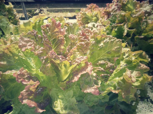 Ogród warzywa — Zdjęcie stockowe