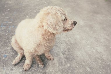 kaniş köpek