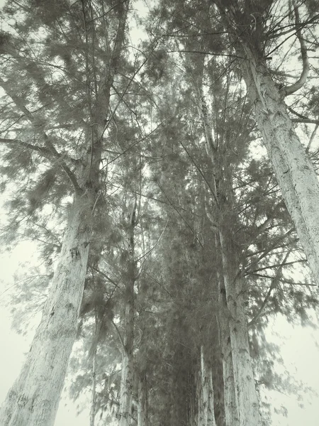 Arbre à pins — Photo