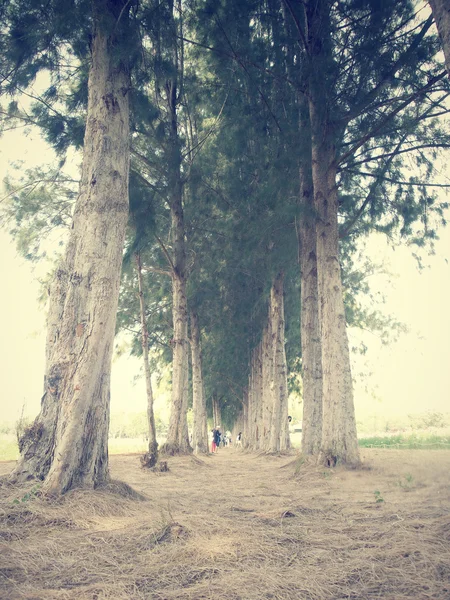Dennenboom — Stockfoto