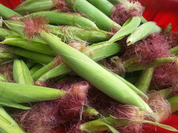 Fresh corn — Stock Photo, Image