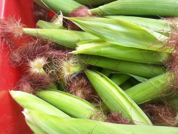 Fresh corn — Stock Photo, Image