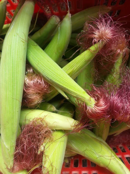 Fresh corn — Stock Photo, Image