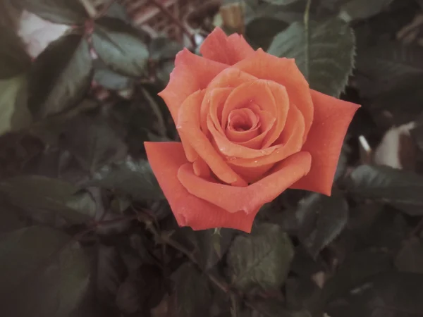 สีแดง ROSES — ภาพถ่ายสต็อก