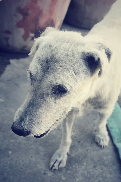 Hund söker — Stockfoto