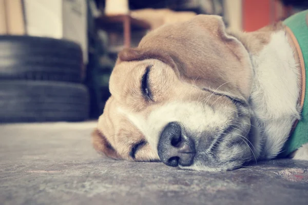 Cane che dorme — Foto Stock