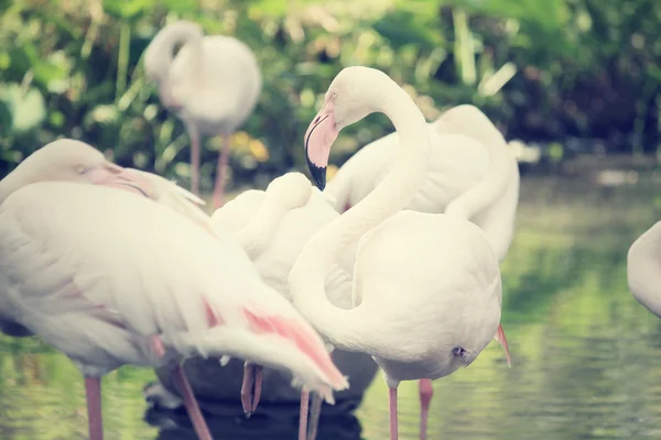 Flamingos — Stockfoto