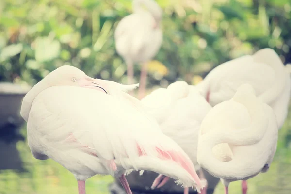 Flamingos — Stockfoto