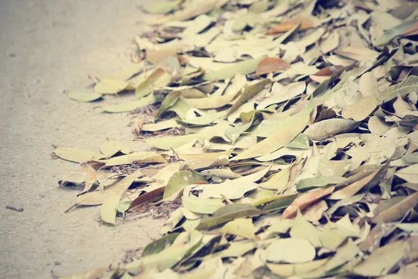 Dried leaves — Stock Photo, Image