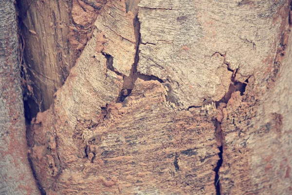 Termites nest — Stock Photo, Image