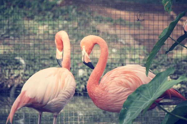 Flamingo 's — Stockfoto