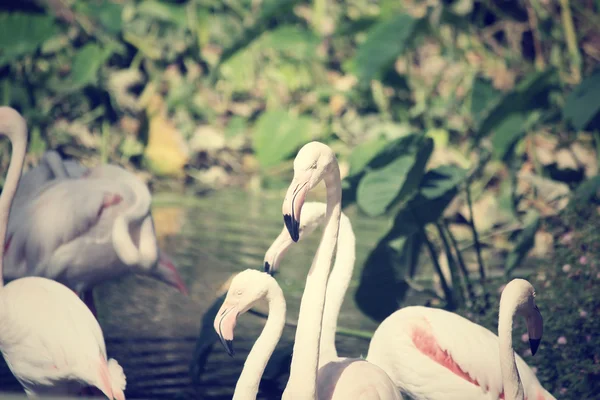 Flamingolar — Stok fotoğraf