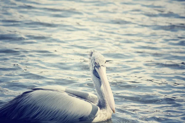 Pelican — Stock Photo, Image