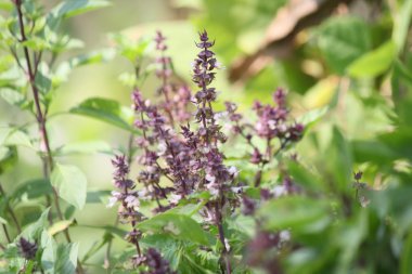 fesleğen çiçekler