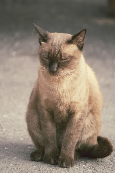 고양이 보고. — 스톡 사진