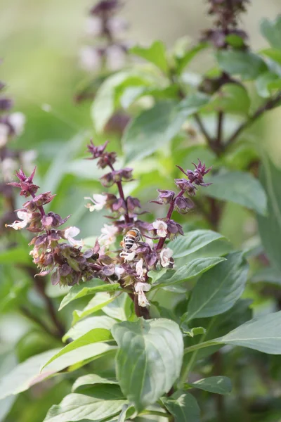 Basilika blommor — Stockfoto