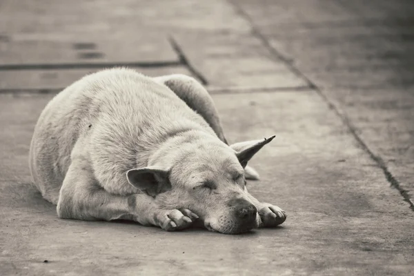 Hund sover — Stockfoto