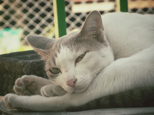 Katt som sover — Stockfoto