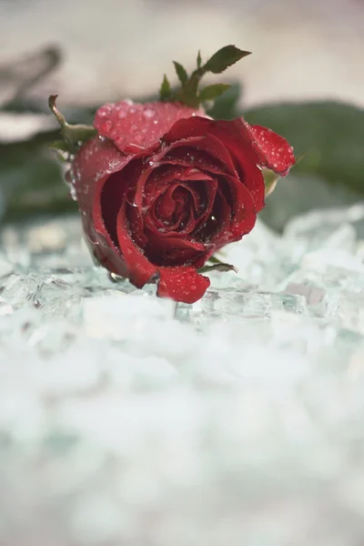 Red roses — Stock Photo, Image