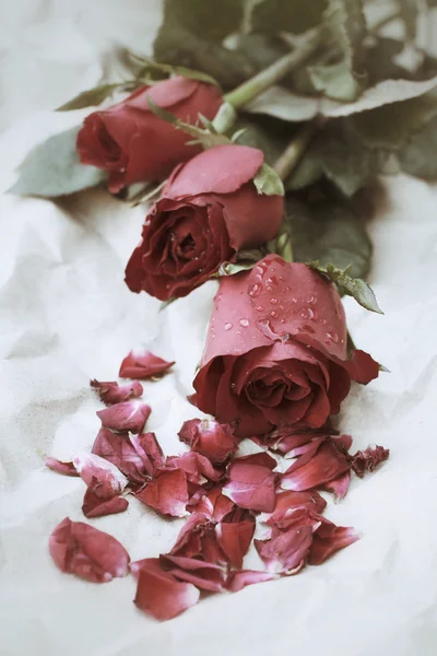 Rose rosse — Foto Stock