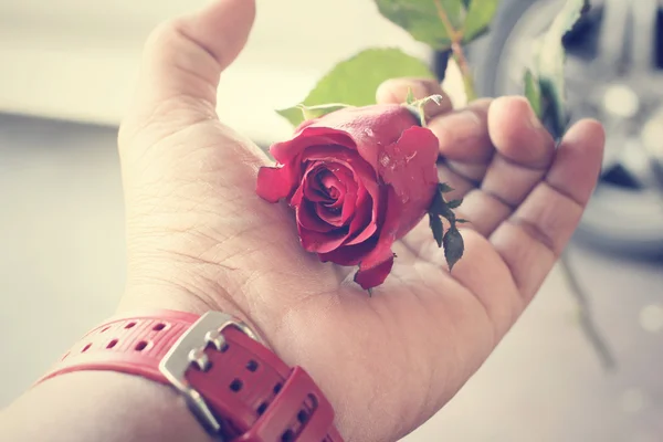 Red rose on hand — Stock Photo, Image