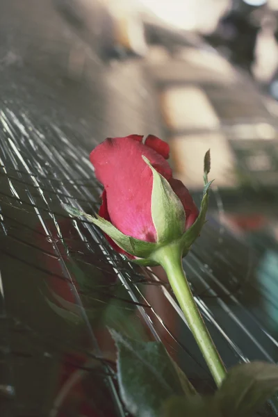 Red rose — Stock Photo, Image