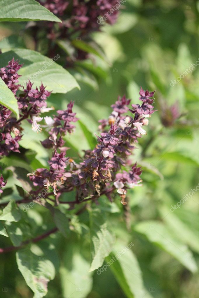 Basil flowers Stock Photo by ©luknaja 61983431