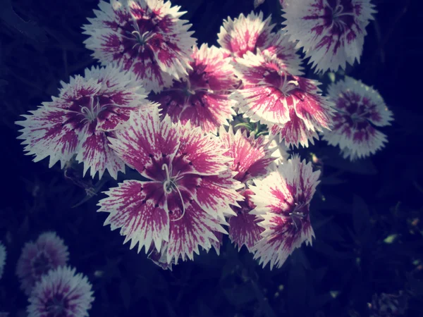 Flores de cravo — Fotografia de Stock