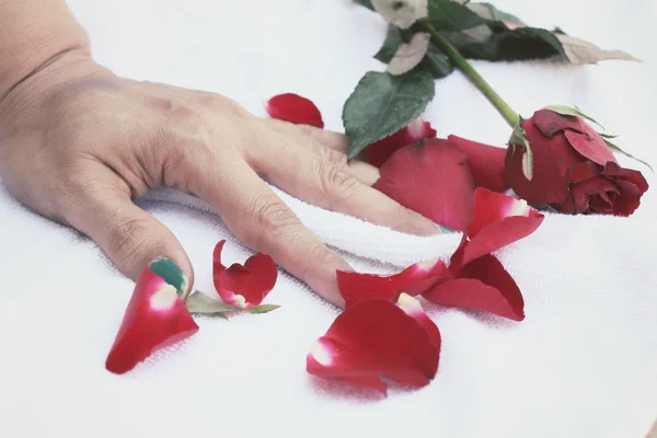 Rosenblätter mit der Hand — Stockfoto