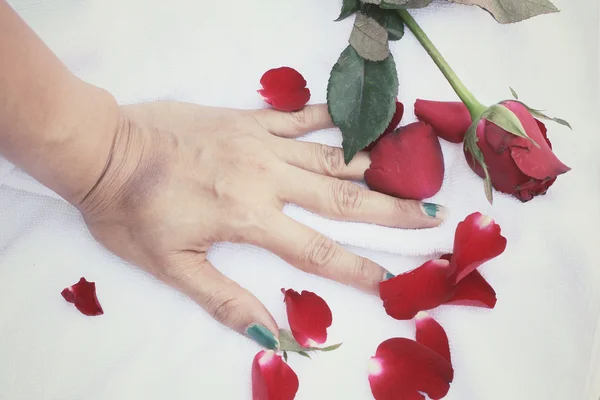 Rosenblätter mit der Hand — Stockfoto