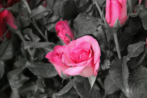 Vintage roses — Stock Photo, Image