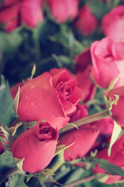 Rosas vermelhas — Fotografia de Stock