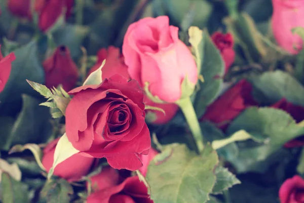 Punaiset ruusut — kuvapankkivalokuva