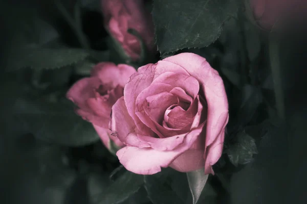 Εσοδεία τριαντάφυλλα — Φωτογραφία Αρχείου