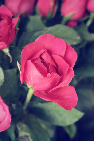 Rote Rosen — Stockfoto