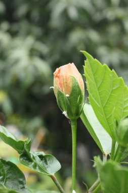 Hibiscus çiçek - portakal çiçeği