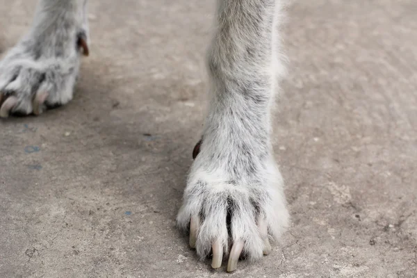 Piede del cane — Foto Stock