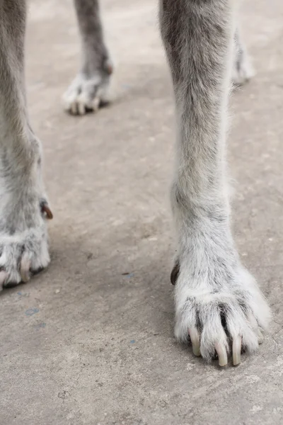 Hundefuß — Stockfoto