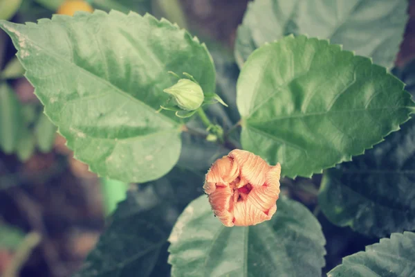 Flores de hibisco - flor de laranja — Fotografia de Stock