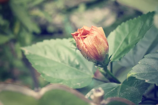 Hibiscus λουλούδια - πορτοκαλί λουλούδι — Φωτογραφία Αρχείου