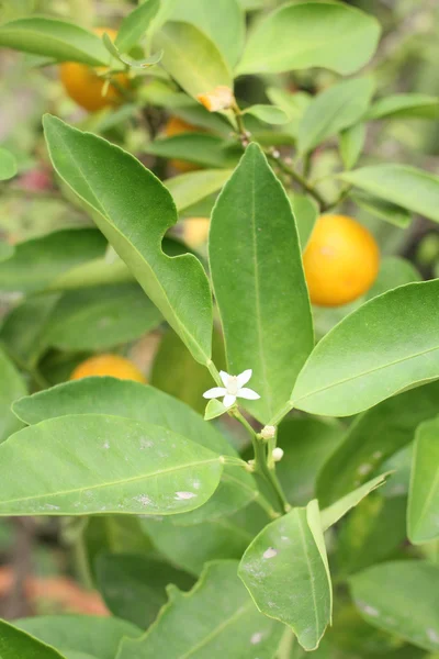 Frutos de laranja na árvore — Fotografia de Stock