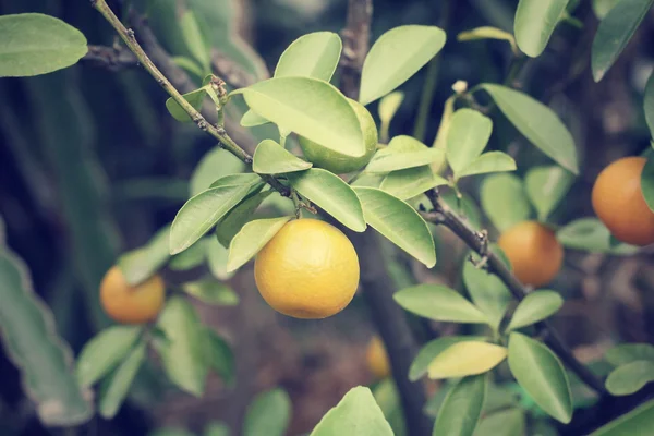 Orange frukt på träd — Stockfoto