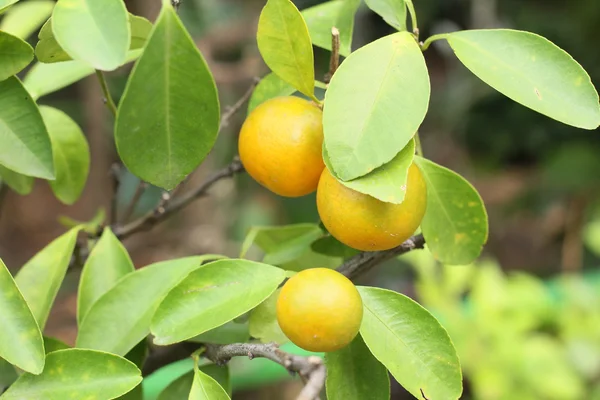 Narancssárga gyümölcs fa — Stock Fotó