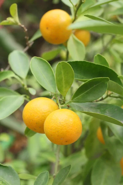 Frutos de laranja na árvore — Fotografia de Stock