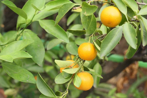 Frutas de naranja en el árbol — Foto de Stock