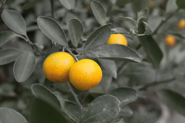 Orange frukt på träd — Stockfoto