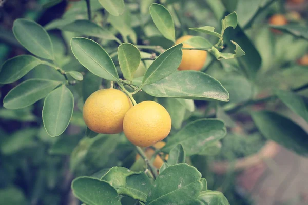 Frutti arancioni su albero — Foto Stock