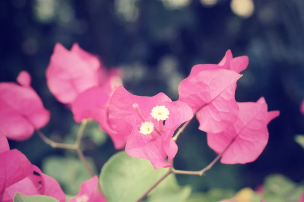 Růžový popínavé květiny — Stock fotografie
